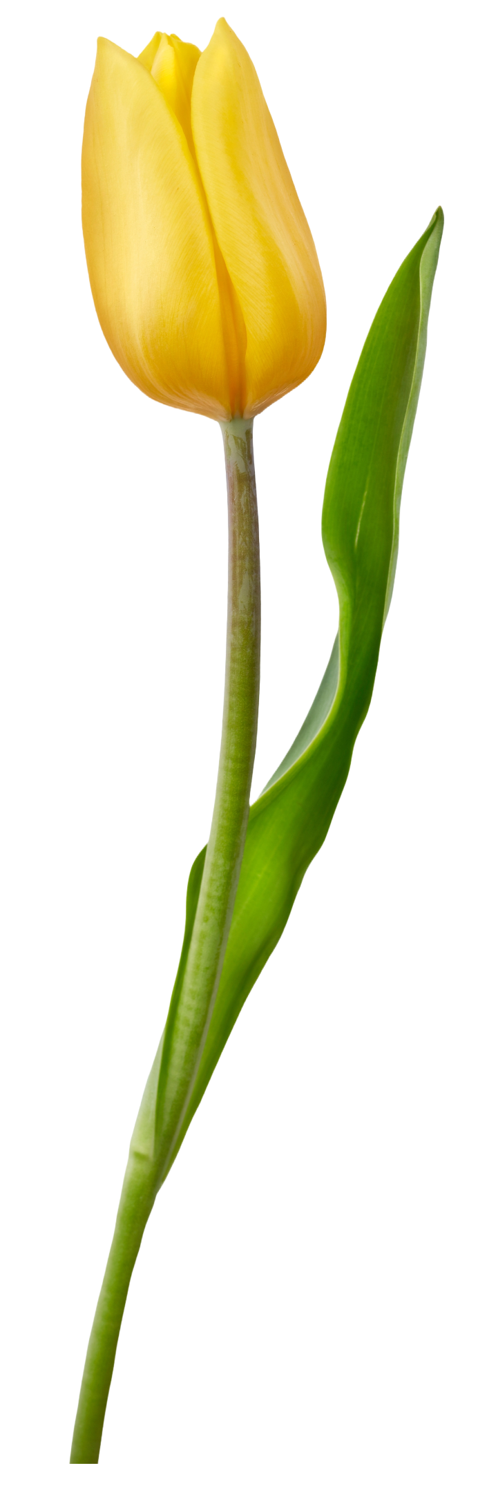 tulip.png